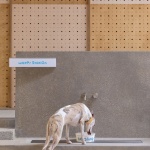 healing pets人宠社交空间，杭州 / Informal异规设计