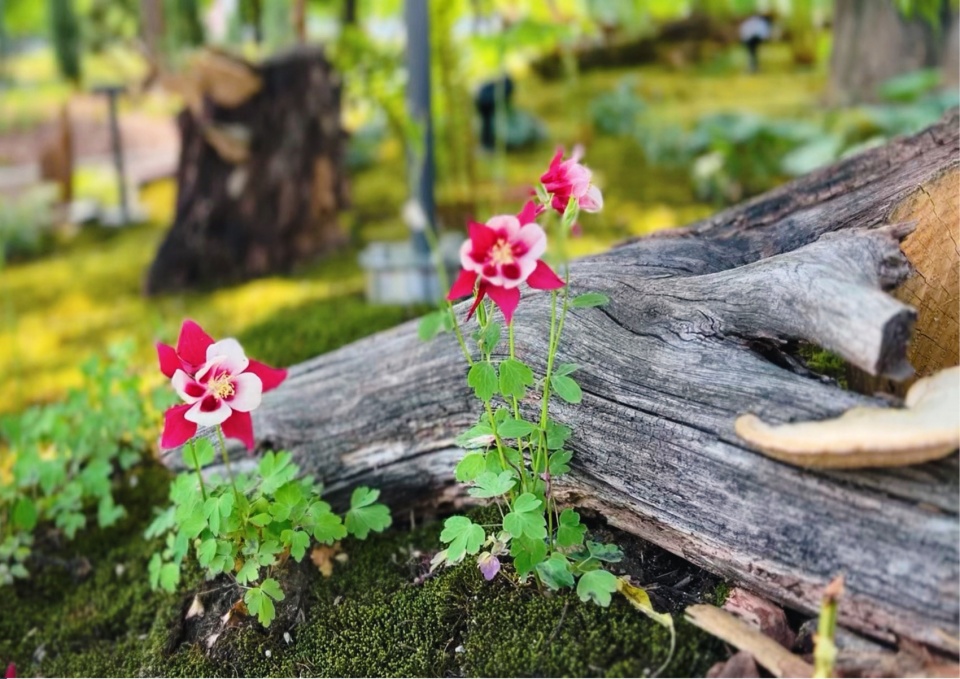 Seoul International Garden Show 2024