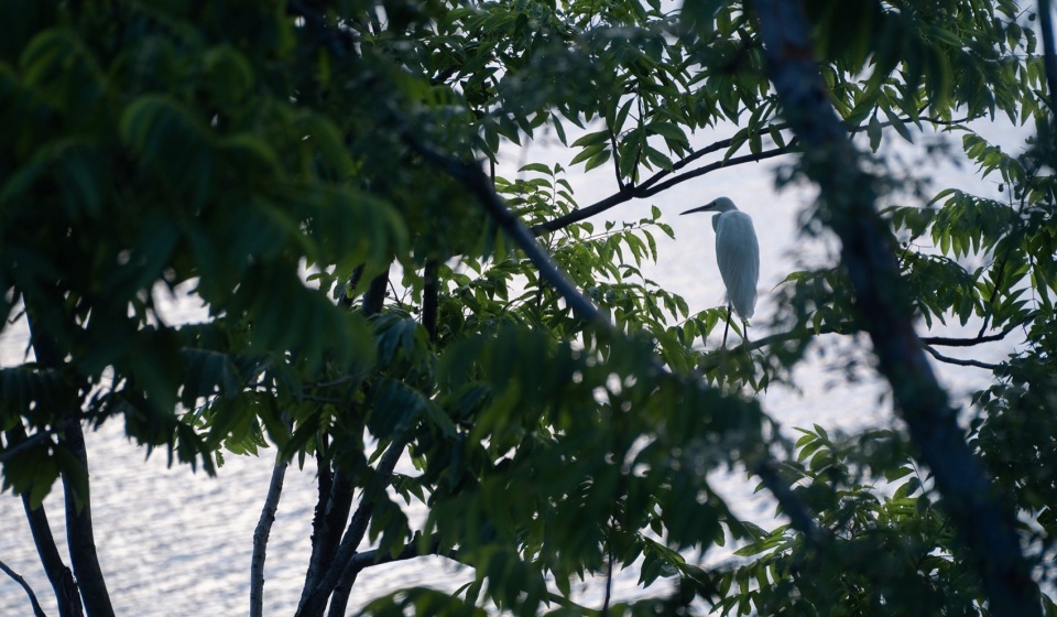 changshu qin lake park by ged