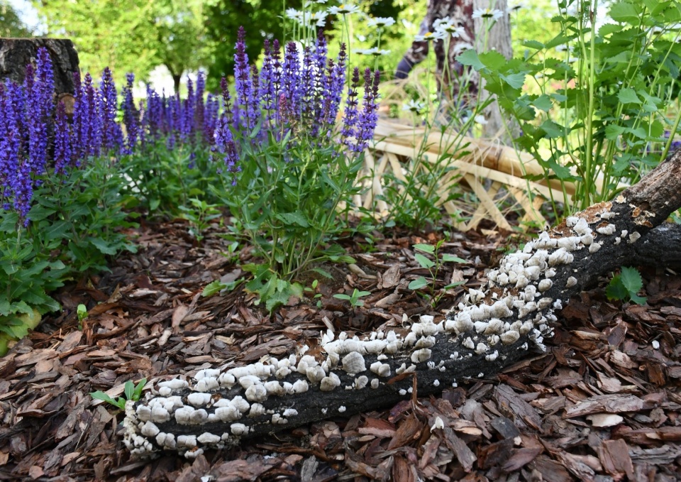 朽木成为都市生态庇护所 植物、真菌和昆虫形成自然循环 3 biological self organizing garden