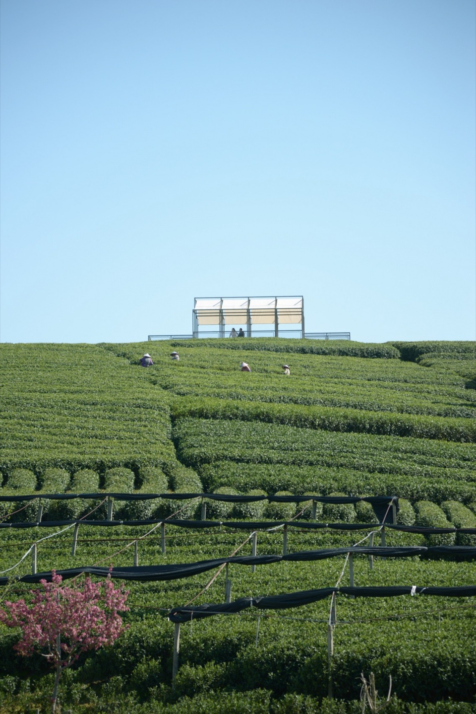 a floating pavilion on a tea mountain by youmu architects