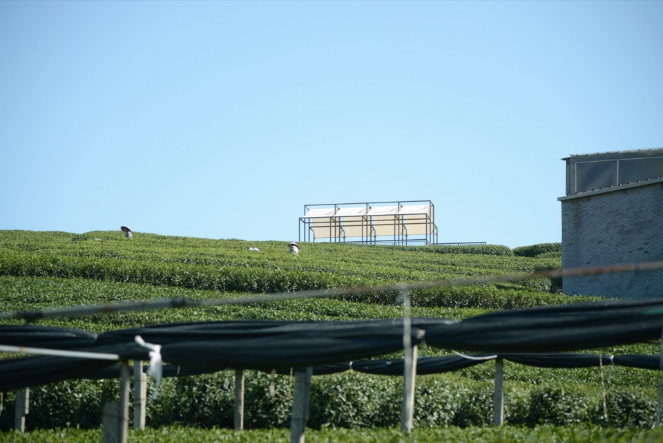 a floating pavilion on a tea mountain by youmu architects