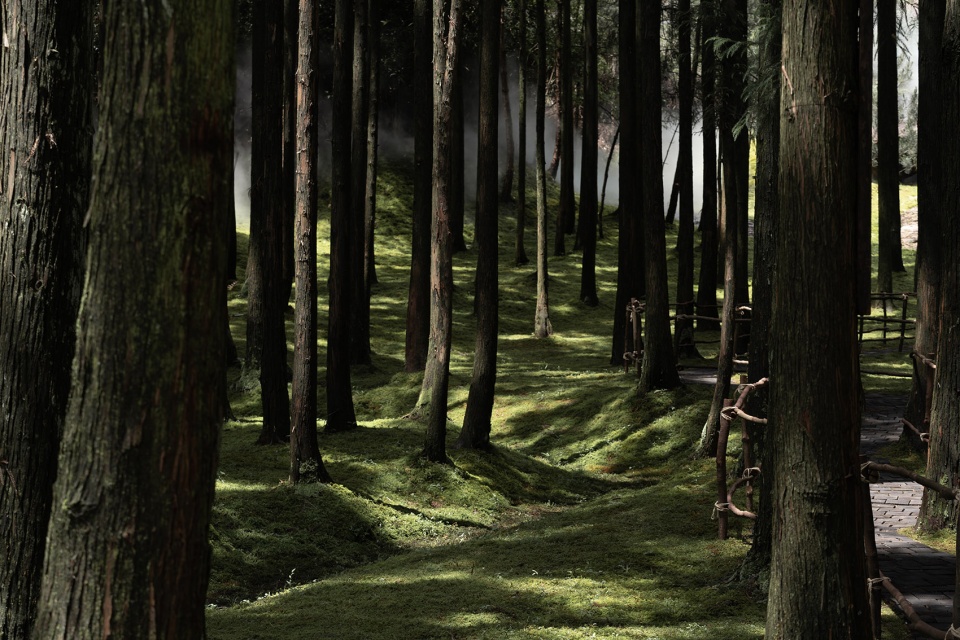 moj forest coffee by sisuo design