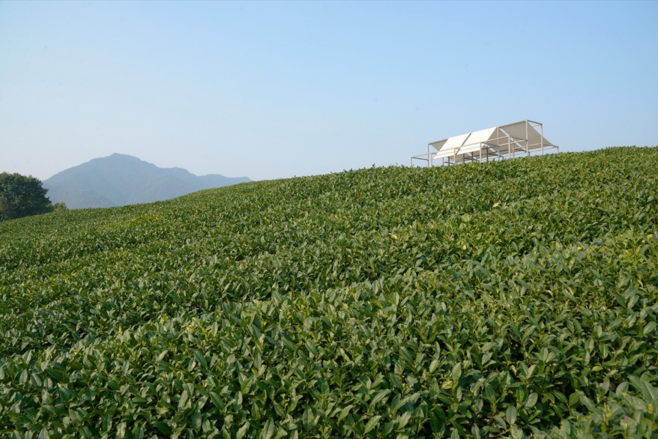 a floating pavilion on a tea mountain by youmu architects