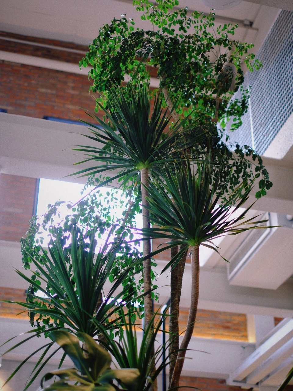 OWSPACE 向上伸展的植物Upward reaching plants by CG DESIGN@刘肖楠