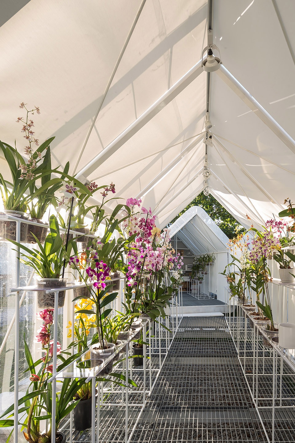greenhouse orchid punta del este by mateo nunes da rosa