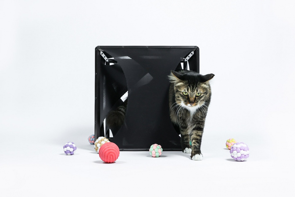 cat cubic series by lei du