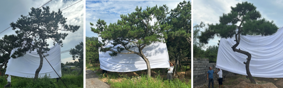 Xi an tree of the Mix city Xi an CR LAND by WTD GROUP