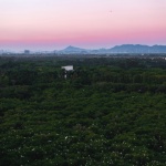 顺德云鹭湿地展厅景观设计，佛山 / 承迹景观