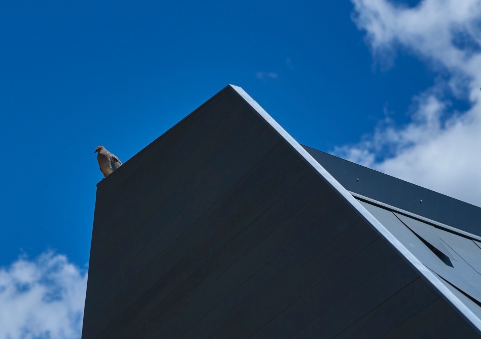 A Mourning Dovecote by Schwartz and Architecture s07