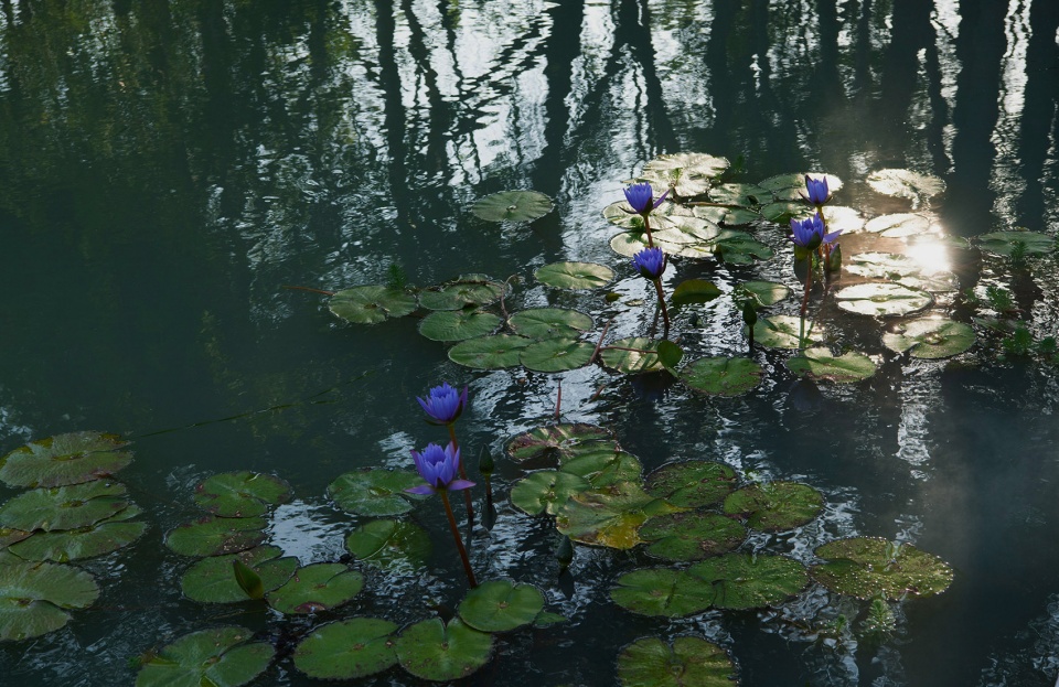 sanya guanlan garden by zscape