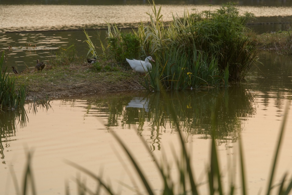 Shenzhen Universiade Horizon