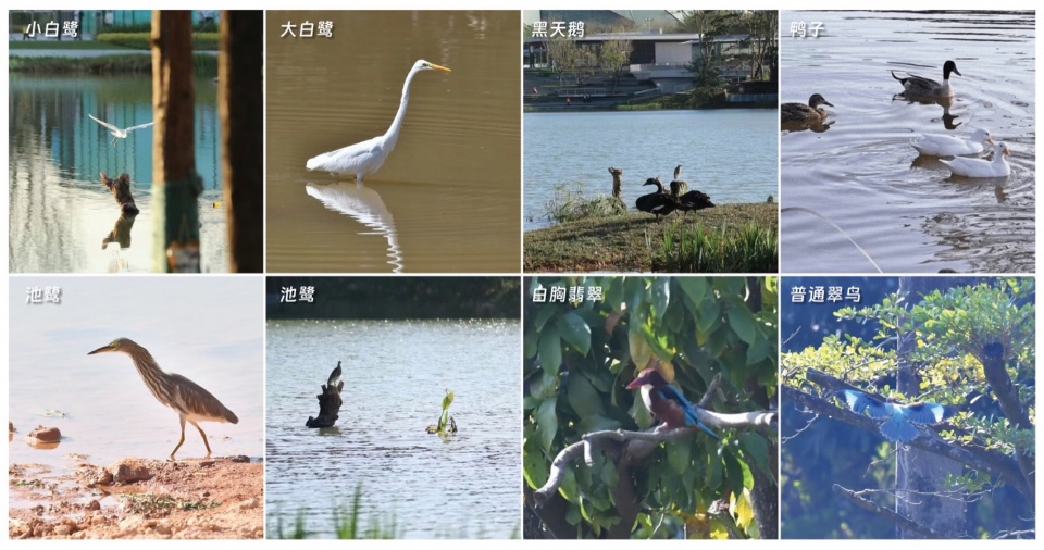 Shenzhen Universiade Horizon