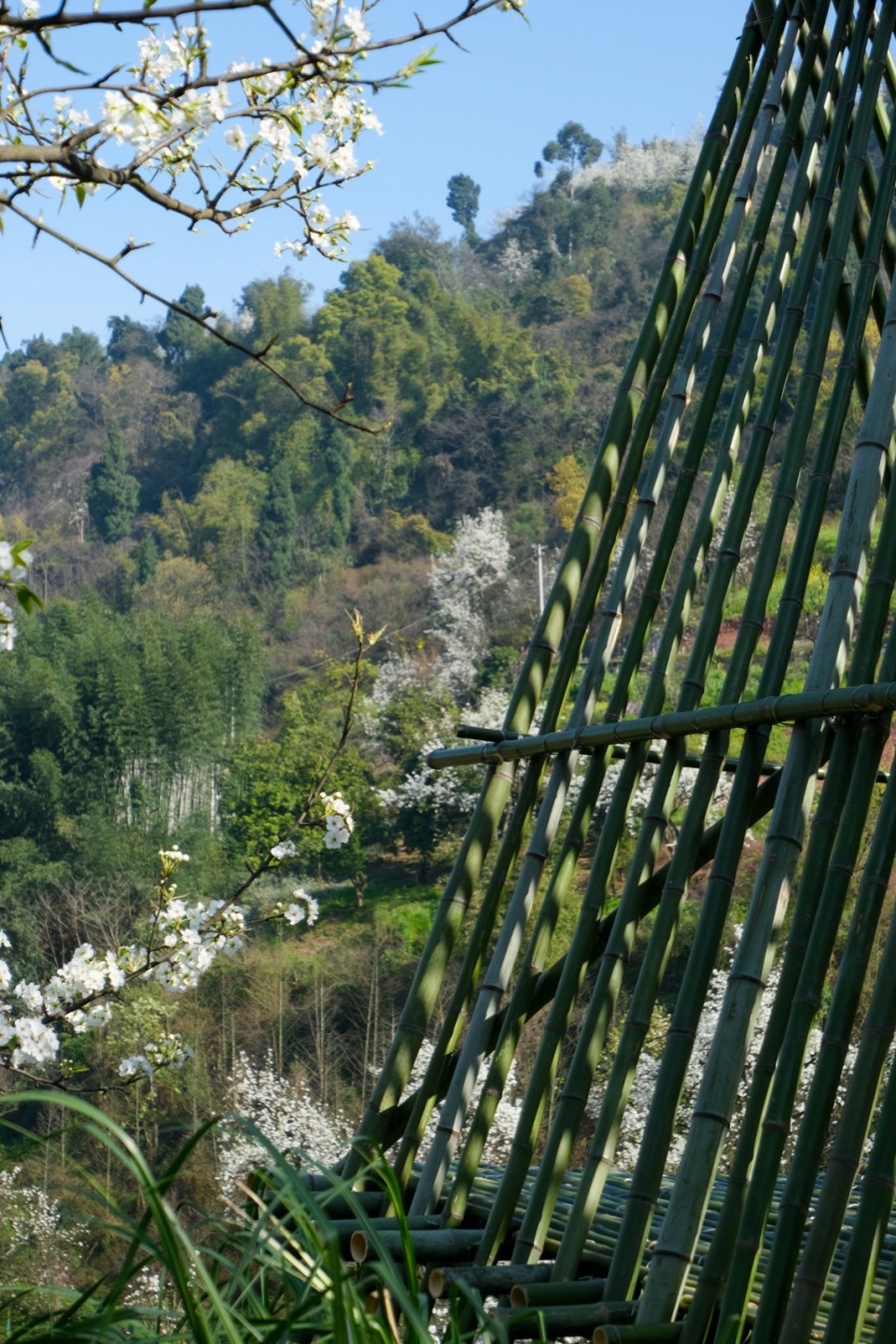 瓣亭对面是生养它的竹林 ©小隐建筑 Petal Pavilion
