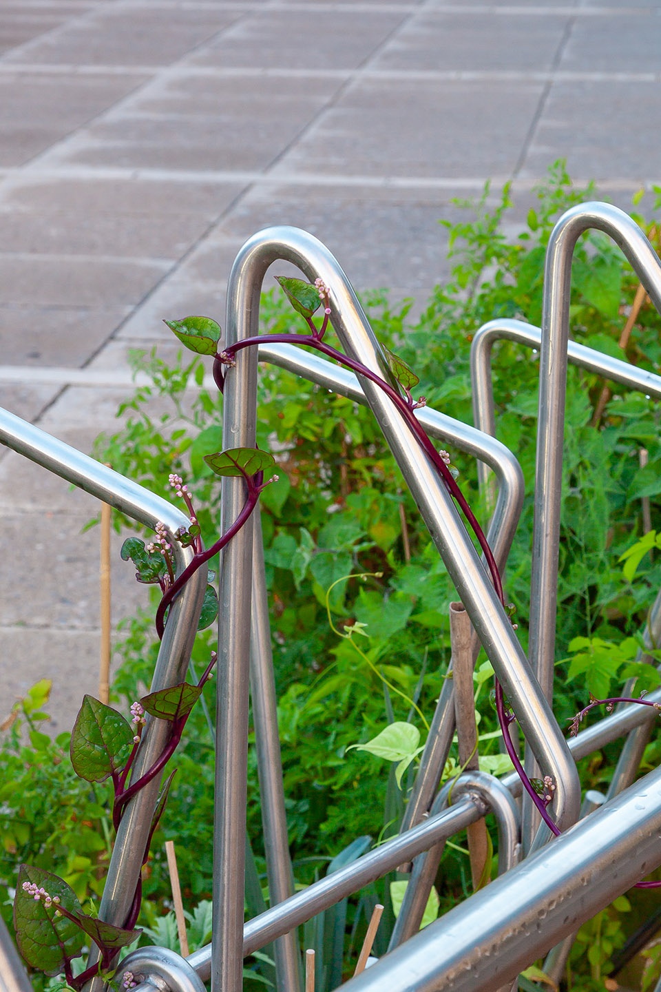 urban green island by openfields
