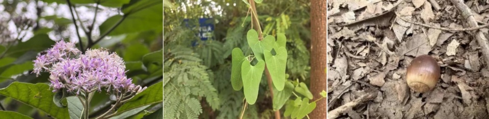 Species observation