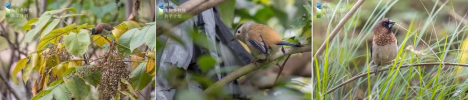 Species observation