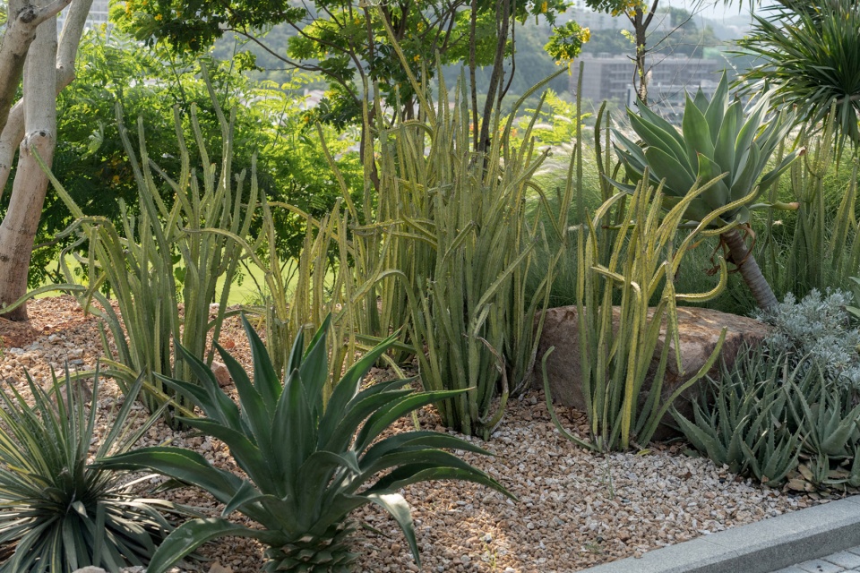 aranya phase iii resort mountain residence landscape by lineplus