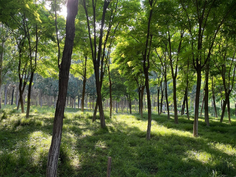 Construction of Beijing Chaolai Forest Park Phase III by DDON