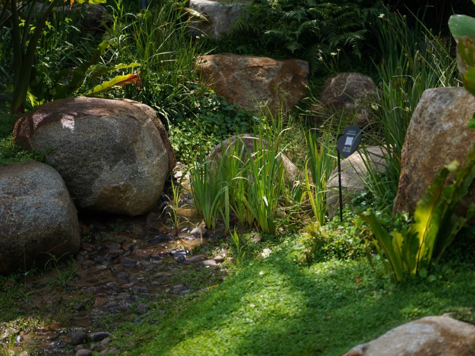 Ecological Construction of the Broad leaved Shallow Stream Section in Sanya Haitang River Ecological Park by LOLA Landscape Architecture...