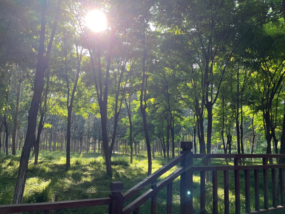 Construction of Beijing Chaolai Forest Park Phase III by DDON