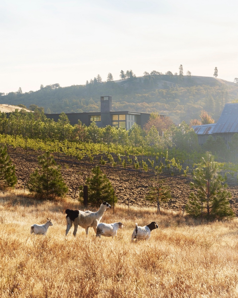 COR Cellars by GO C