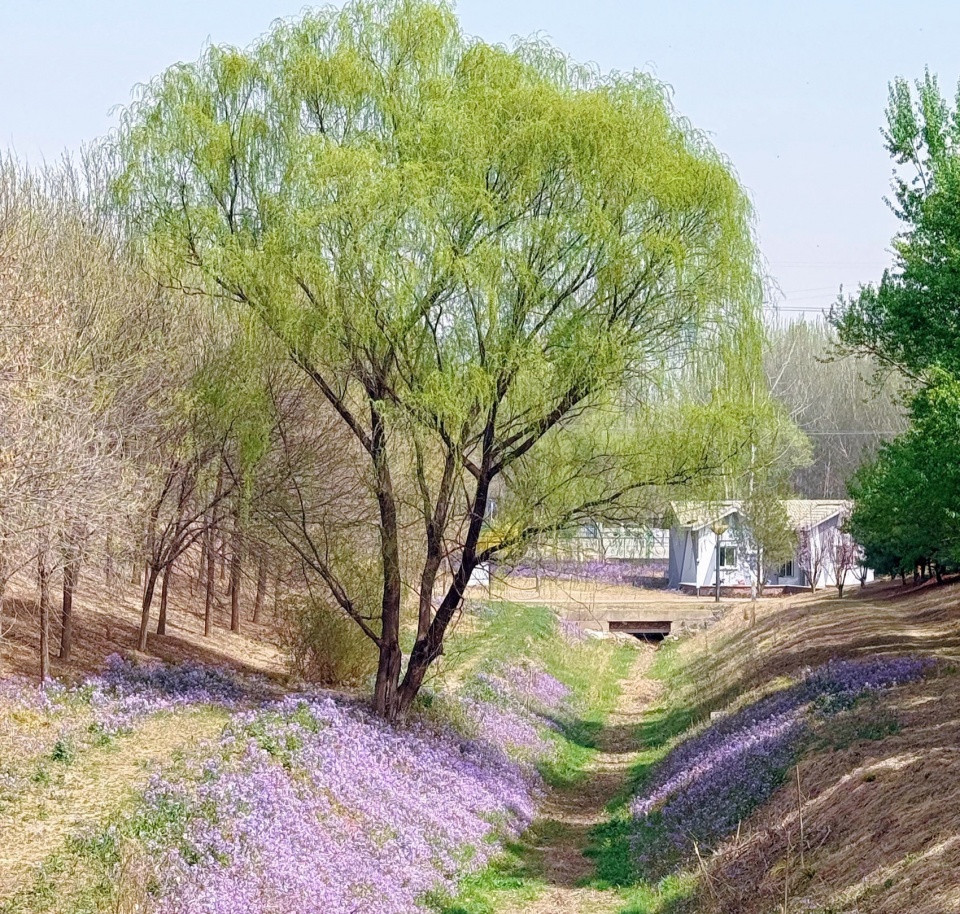 Construction of Beijing Chaolai Forest Park Phase III by DDON