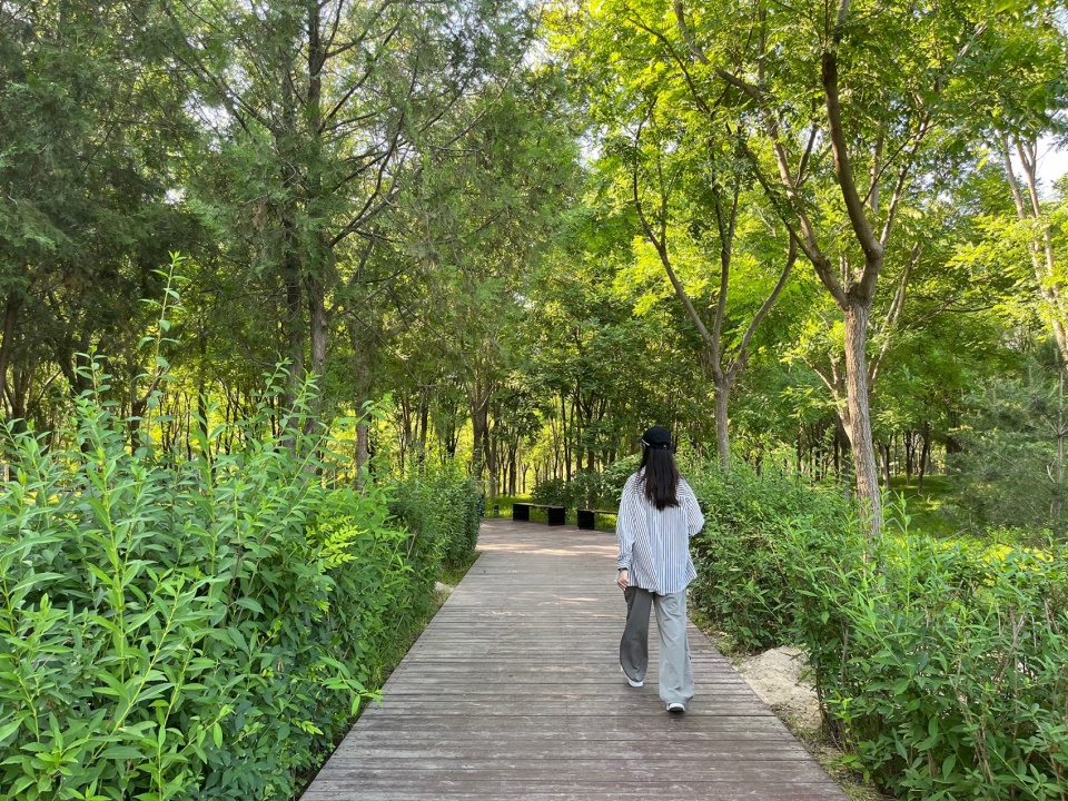 Construction of Beijing Chaolai Forest Park Phase III by DDON