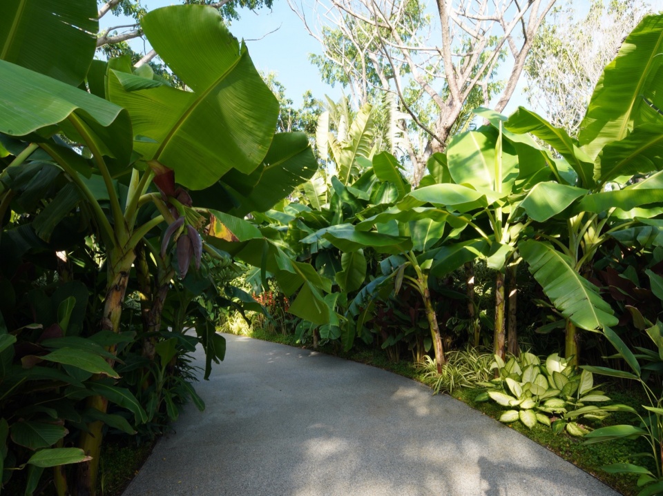 Ecological Construction of the Broad leaved Shallow Stream Section in Sanya Haitang River Ecological Park by LOLA Landscape Architecture...