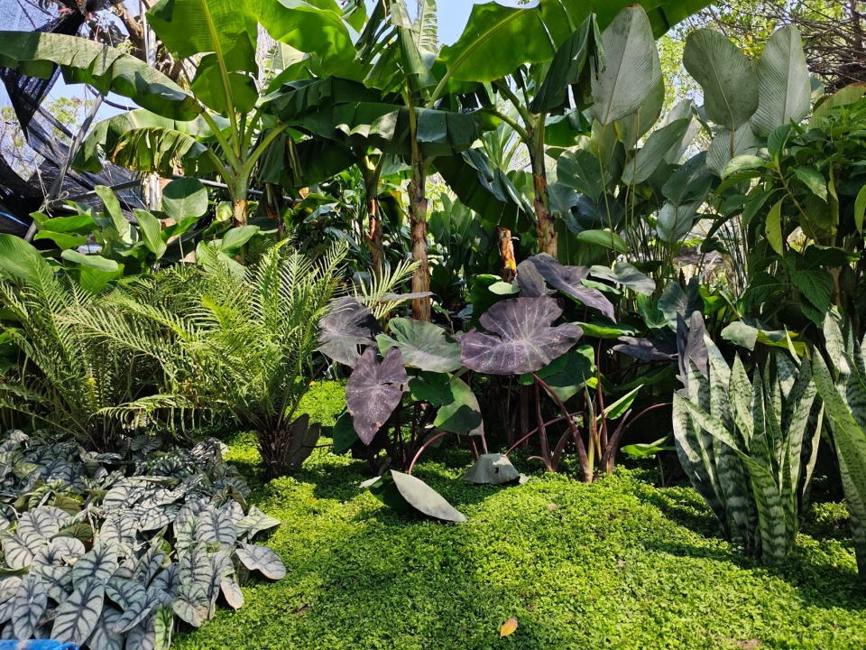 Ecological Construction of the Broad leaved Shallow Stream Section in Sanya Haitang River Ecological Park by LOLA Landscape Architecture...