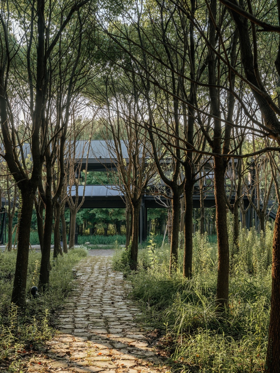 Dongliang Xuan