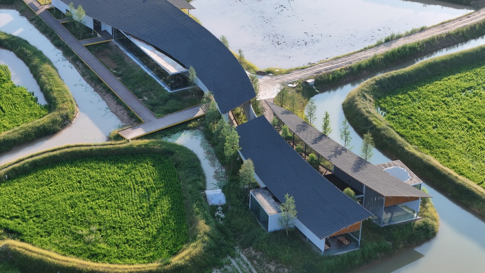 anyue lemon orchards