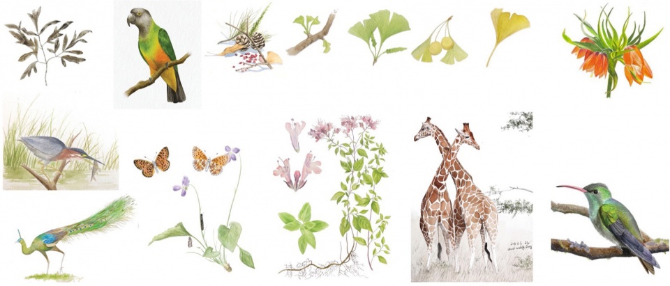 overseas ling zhang