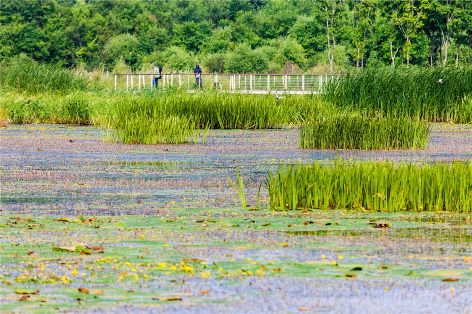 The Harbin Cultural Center Wetland Park by Turenscape
