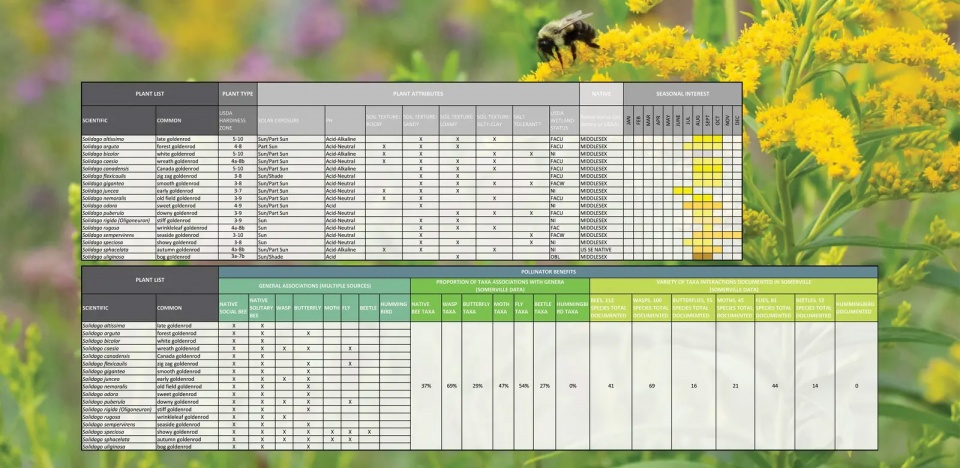 2025 asla analysis and planning award of honor somerville pollinator action plan offshoots inc