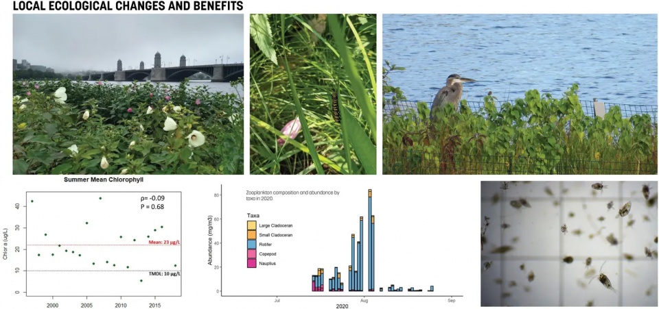 2025 asla research award of honor charles river floating wetland pilot project sasaki associates the hideo sasaki foundation mcnamara rome