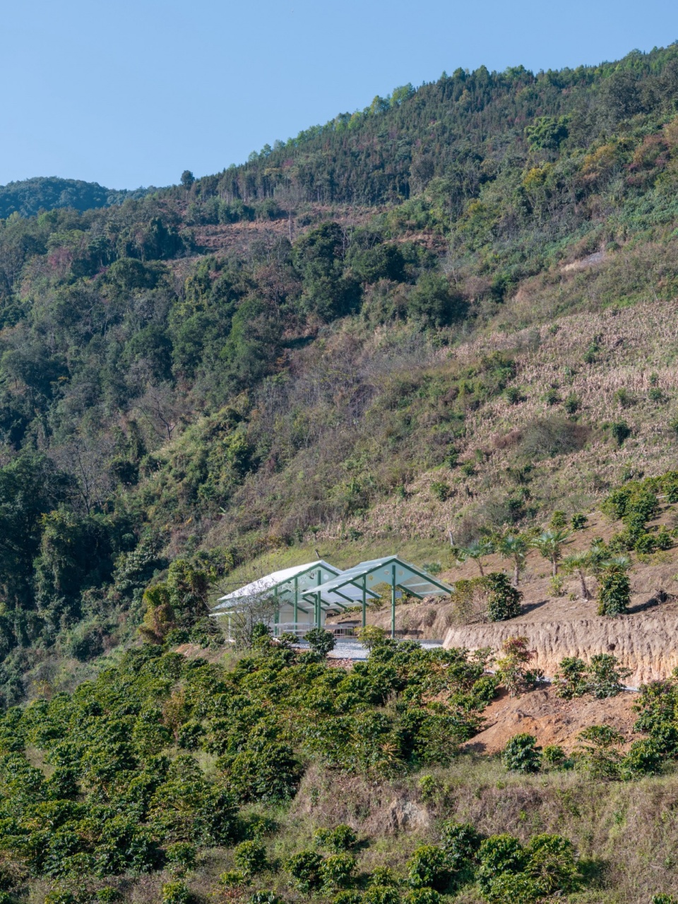 terraweave estate tiantian coffee drying yard in baoshan yunnan by edge architects