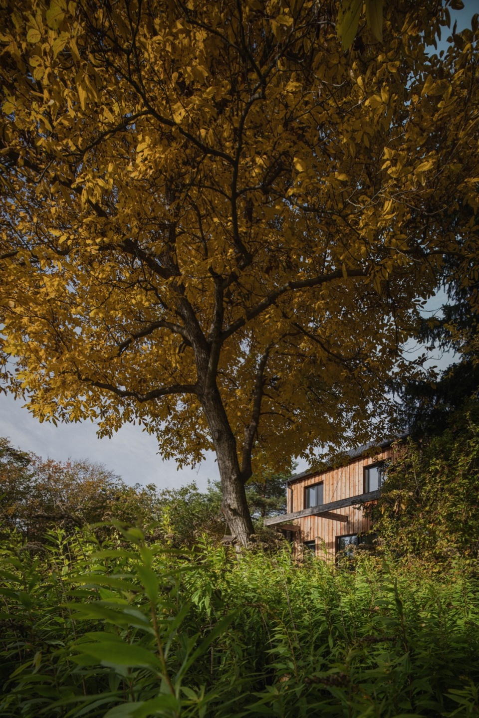 family house in mature garden by mimosa architects