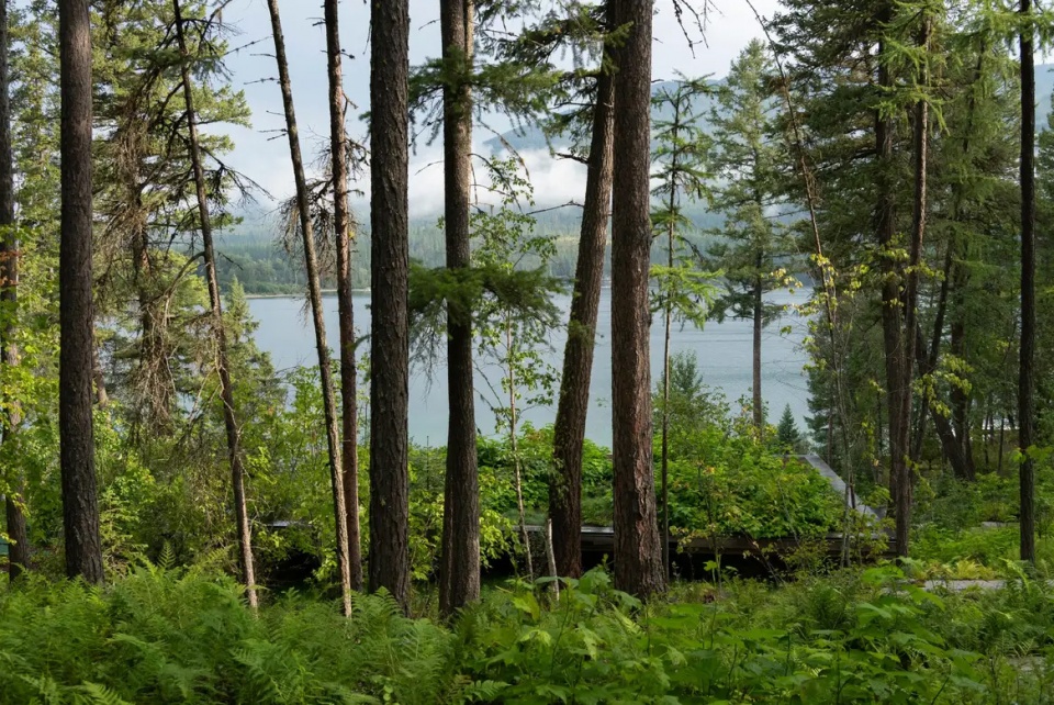 2025 asla residential design award of honor inez point embracing an old growth forest design workshop inc