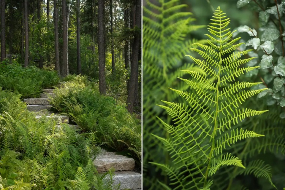 2025 asla residential design award of honor inez point embracing an old growth forest design workshop inc