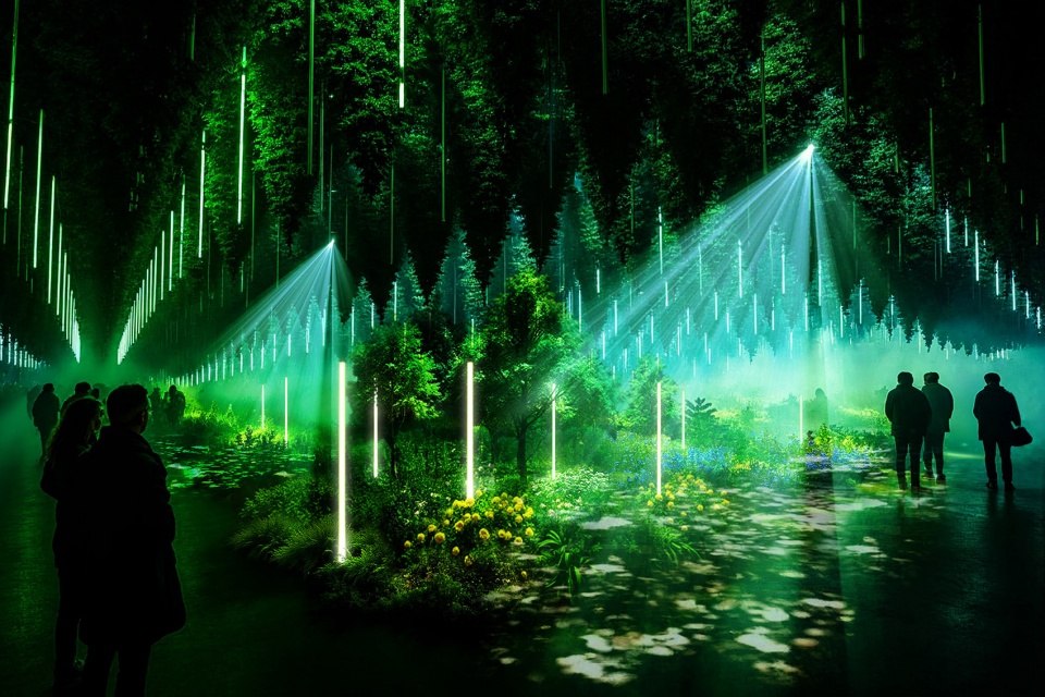 dark matter by forest season