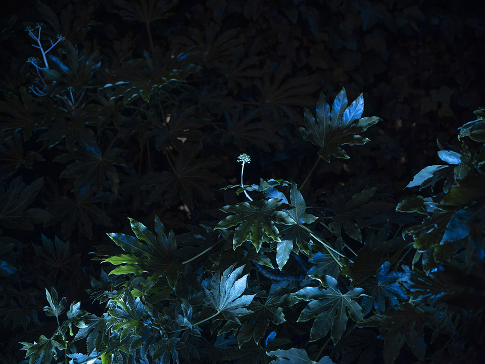 BUREAU FLORA ALPINA©DylanPerrenoud 23 拷贝