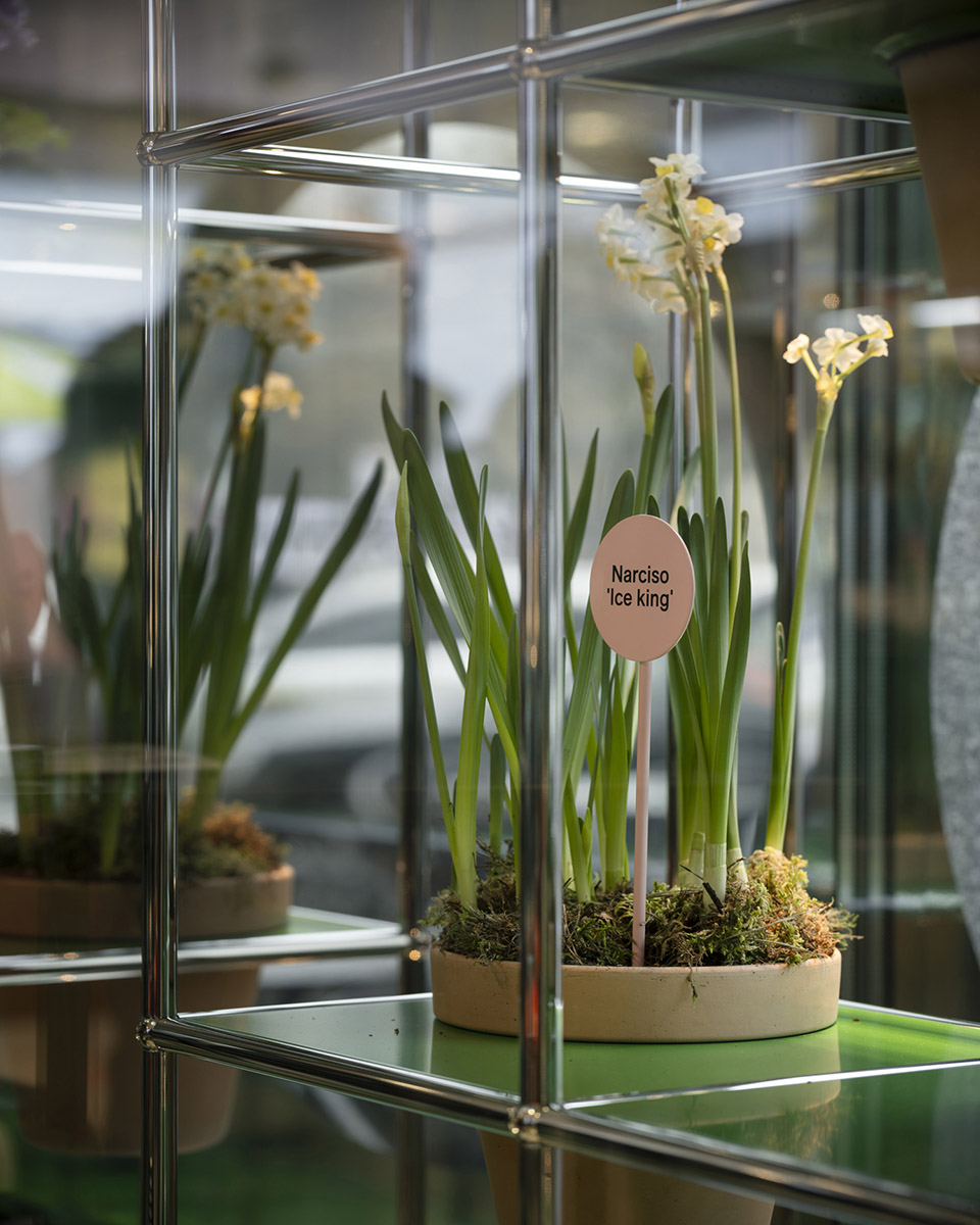 BUREAU FLORA ALPINA©DylanPerrenoud 27 拷贝