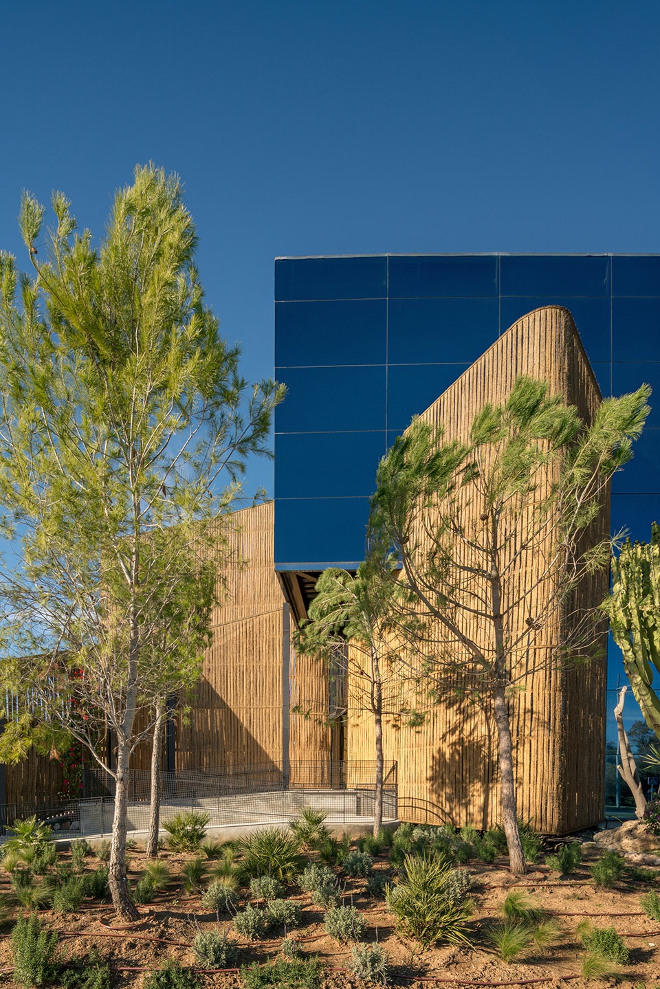 esparto grass and architecture at the new utamed campus by flow 81