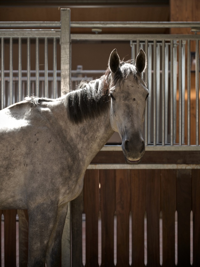 hara seher by equine design studio
