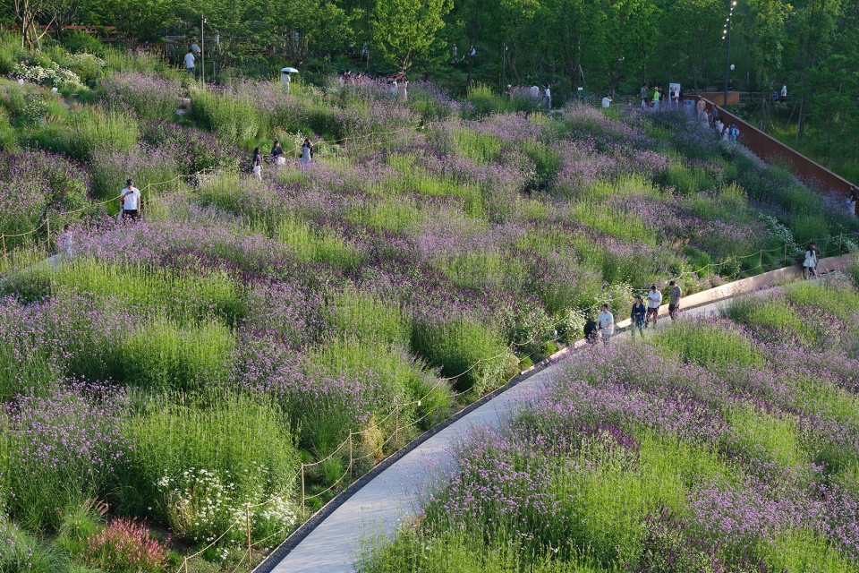chongqing luxerivers green heart park by chongqing tianhua horticulture
