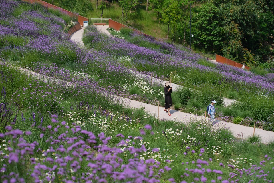 chongqing luxerivers green heart park by chongqing tianhua horticulture