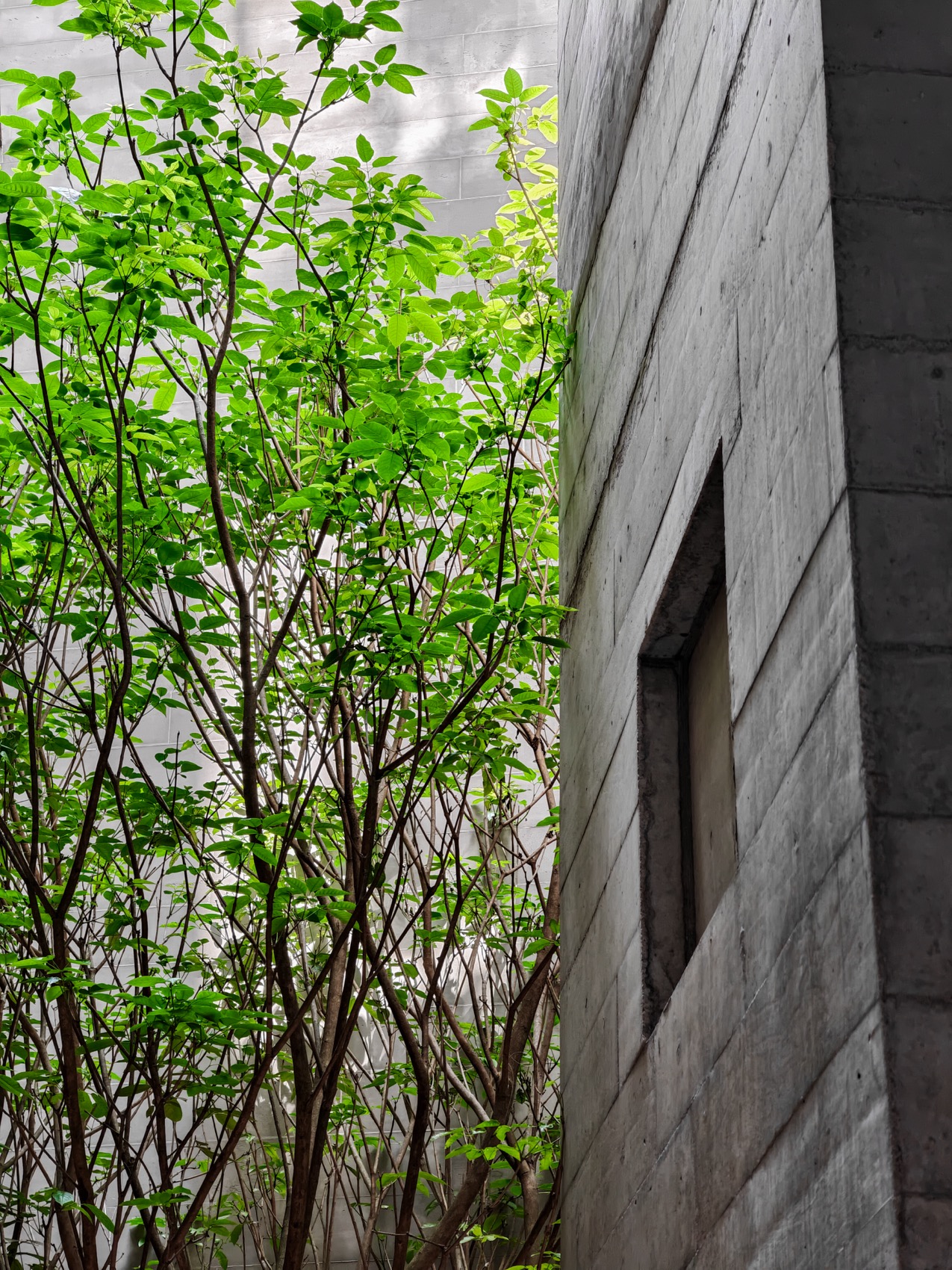 Mr Zhang private house