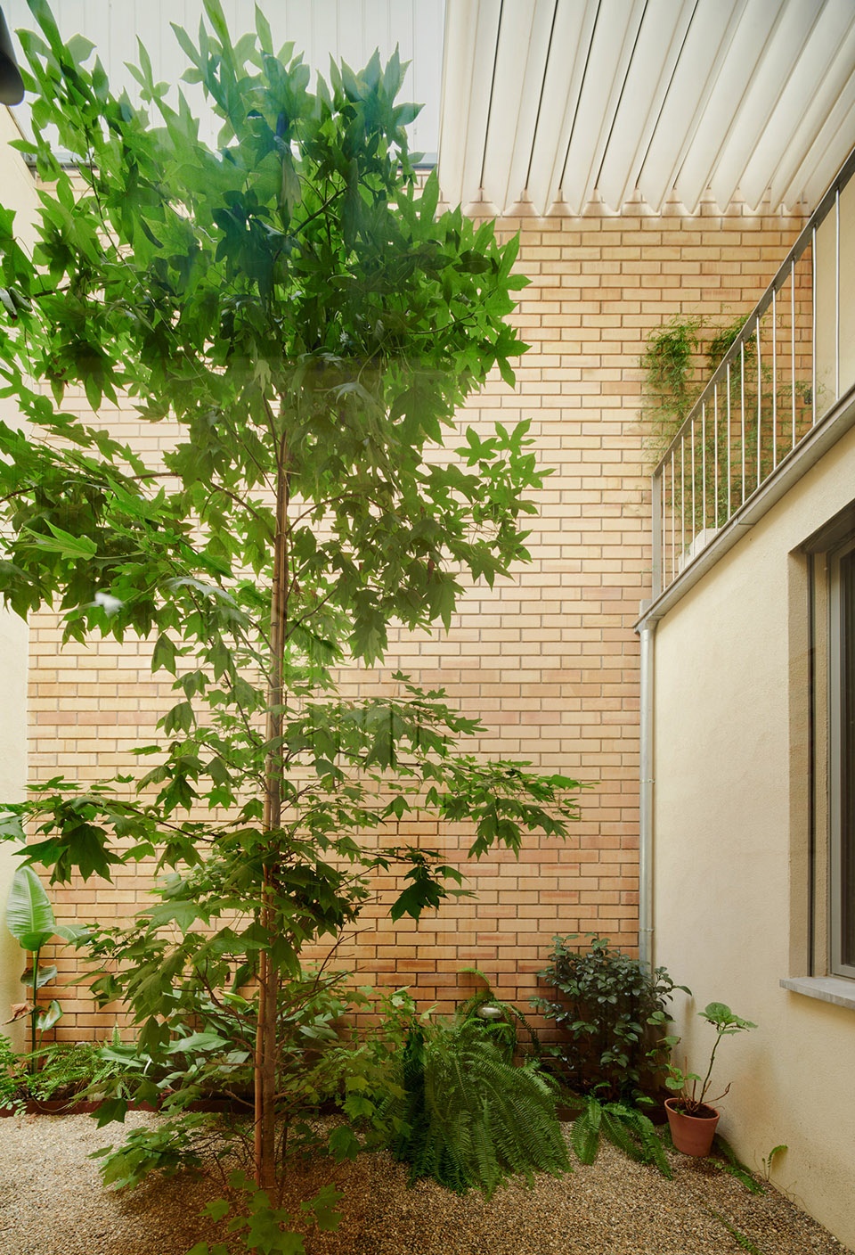 117bof a house to live around a tree by vallribera noray arquitectes