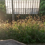 枯木寮，惠州 / 广州向内建筑工作室